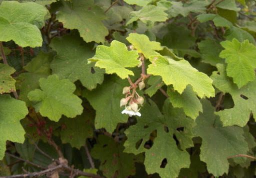 Cây Ngấy nhiều lá bắc. Rubus multibracteatus Lévl. et Vaniot. - Cây Thuốc Nam Quanh Ta